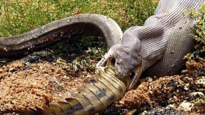 Τρόμος: Πύθωνας καταπίνει ολόκληρο τον μεγαλύτερο κροκόδειλο του κόσμου (εικόνες)